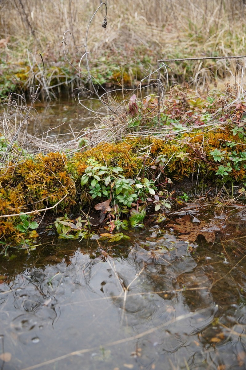 Ozark Calamint photo 7