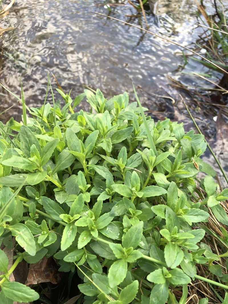 Ozark Calamint photo 8