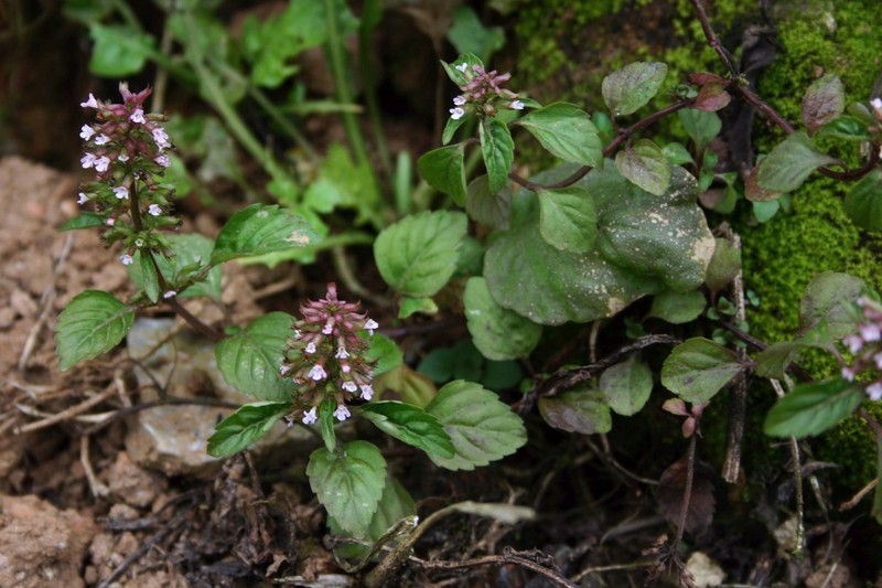 Slender Wild Basil photo 2
