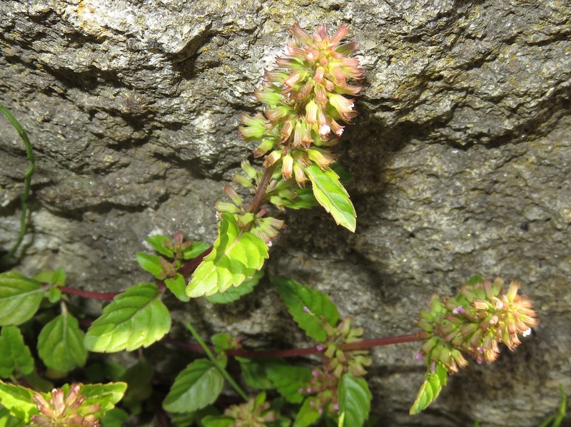 Slender Wild Basil photo 3