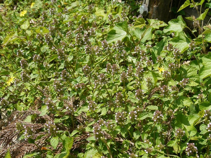 Slender Wild Basil photo 4