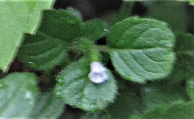 Slender Wild Basil photo 5