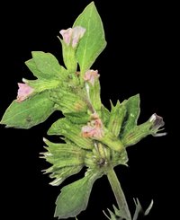 Slender Wild Basil