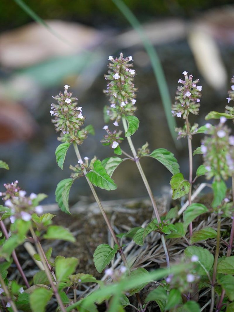 Slender Wild Basil photo 6