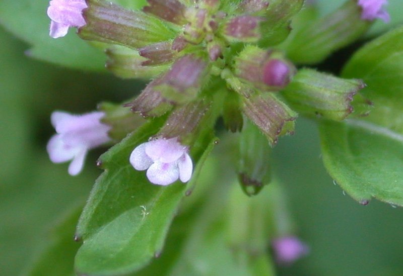Slender Wild Basil photo 7