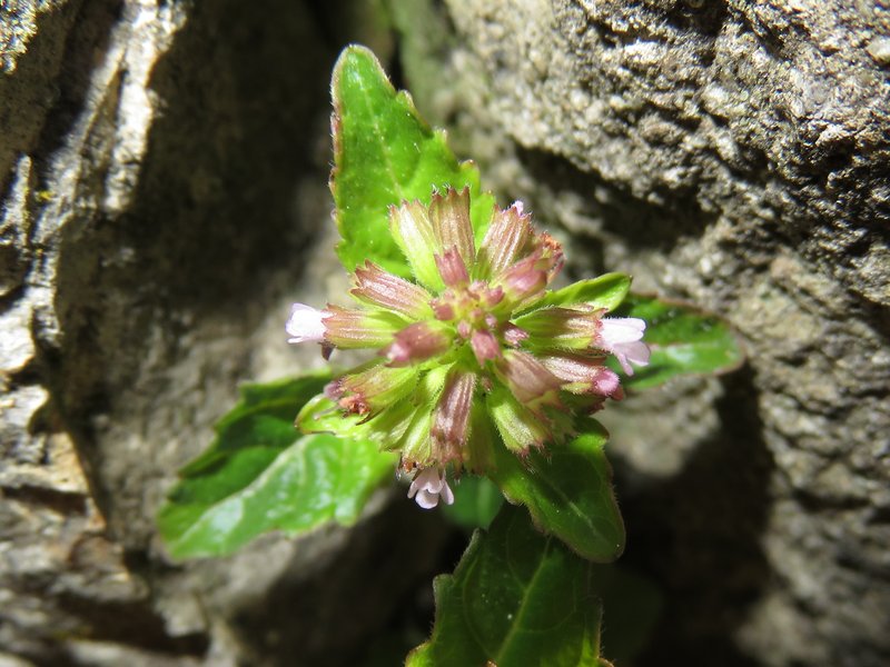 Slender Wild Basil photo 8