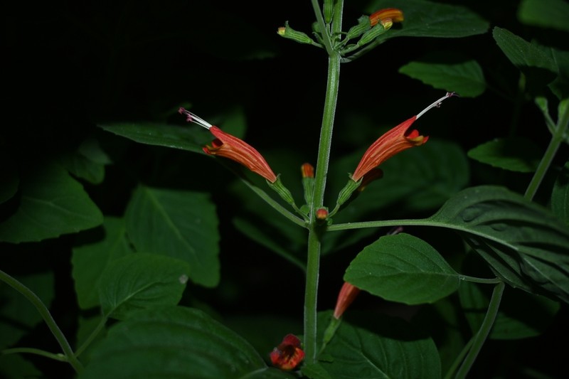 Clinopodium haraverianum