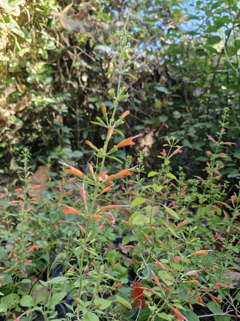 Clinopodium haraverianum photo 2