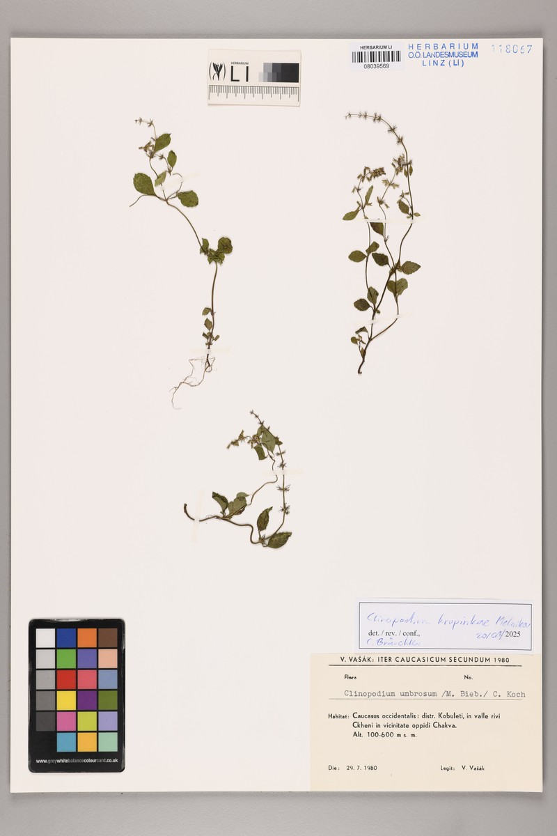 Clinopodium krupkinae