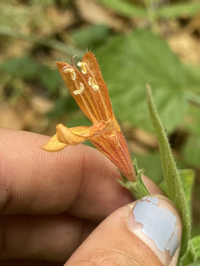 Monkeyflower Savory