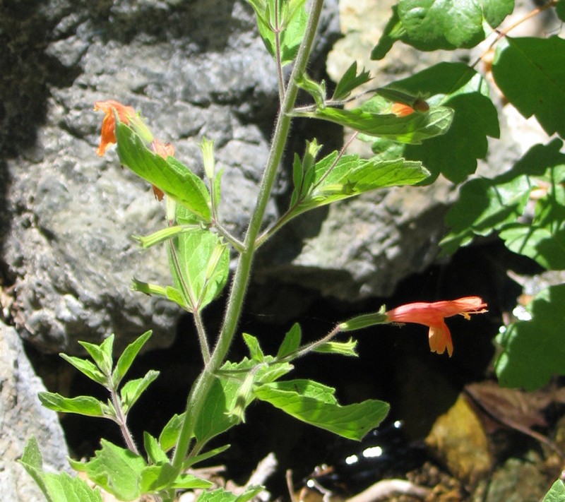 Monkeyflower Savory photo 2