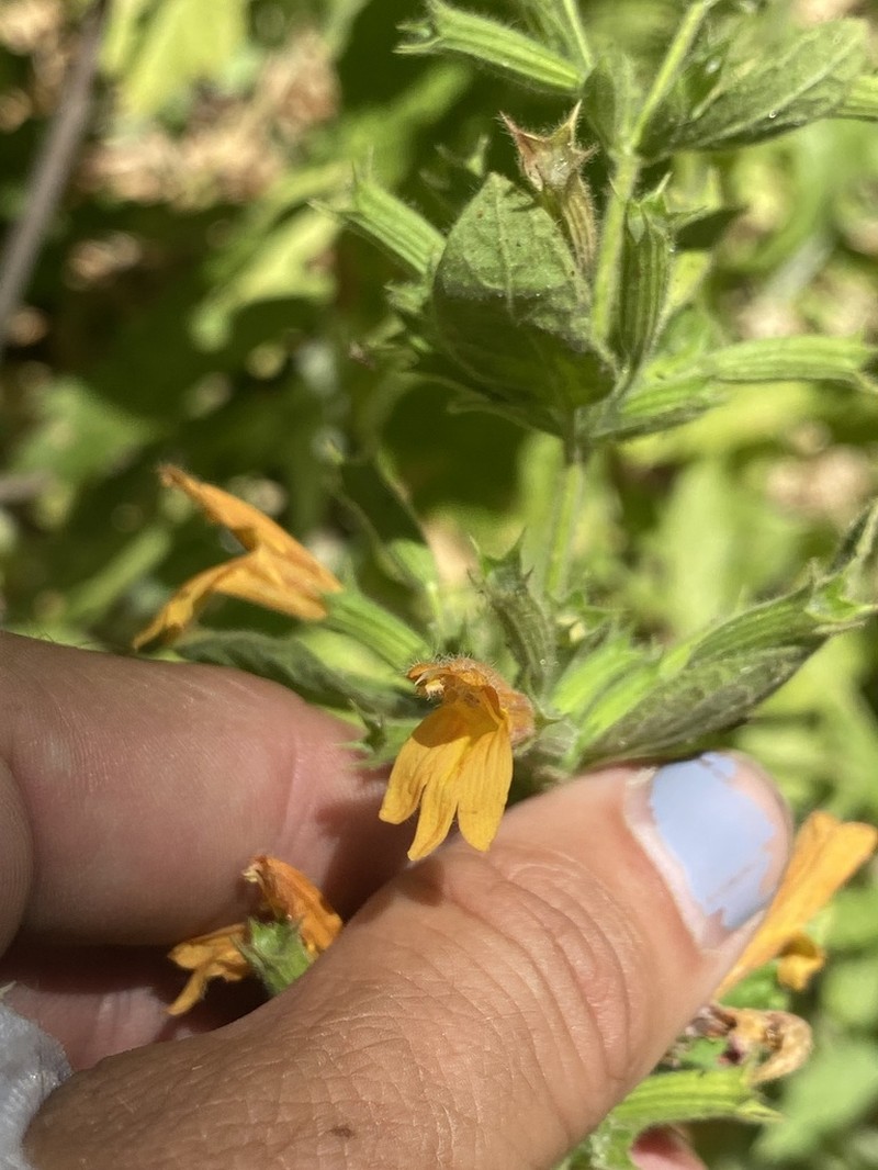 Monkeyflower Savory photo 4