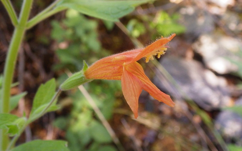 Monkeyflower Savory photo 5