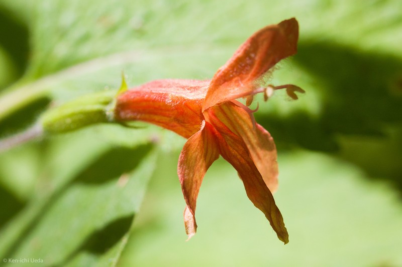 Monkeyflower Savory photo 6