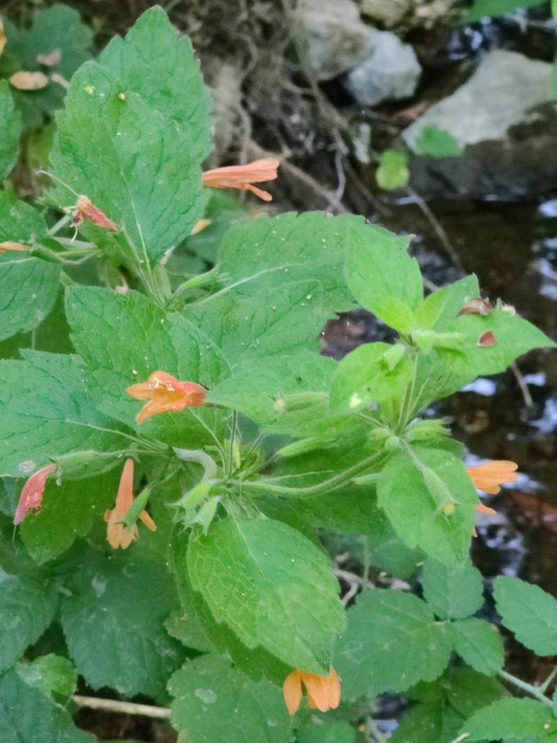 Monkeyflower Savory photo 7