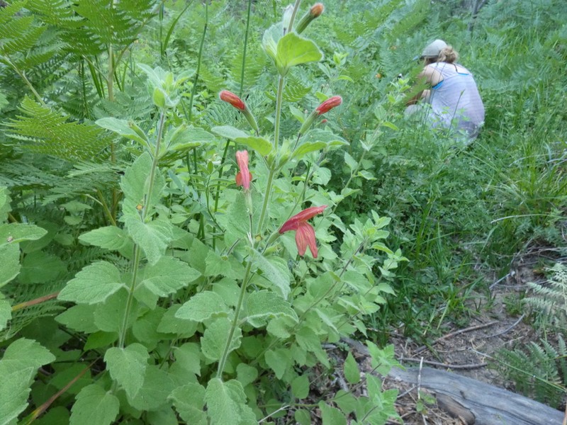 Monkeyflower Savory photo 8