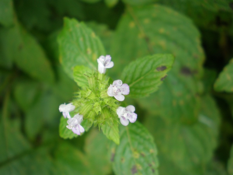 Clinopodium multicaule var. shibetchense