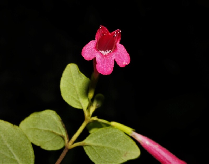 Clinopodium suborbiculare