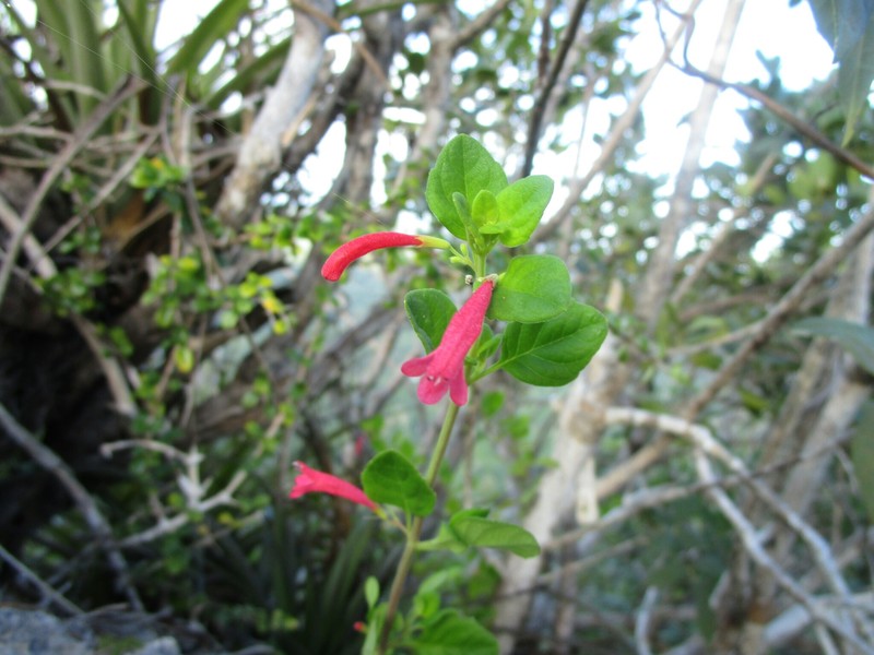 Clinopodium suborbiculare photo 4