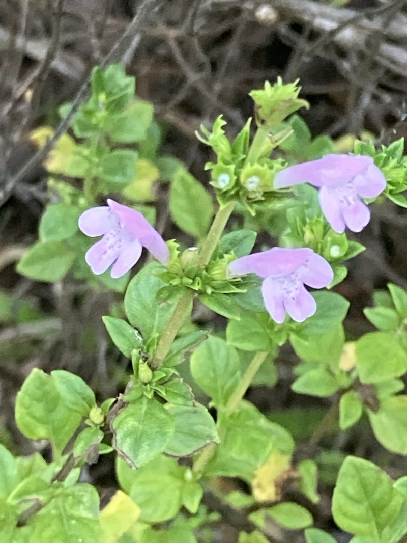 Clinopodium talladeganum photo 3