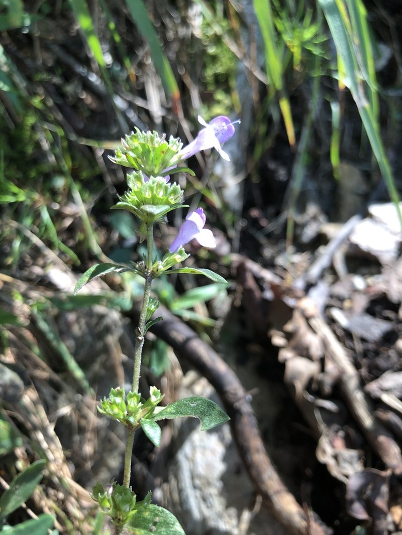 Clinopodium talladeganum photo 5