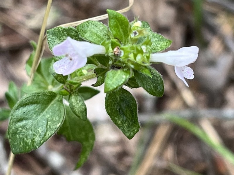 Clinopodium talladeganum photo 6