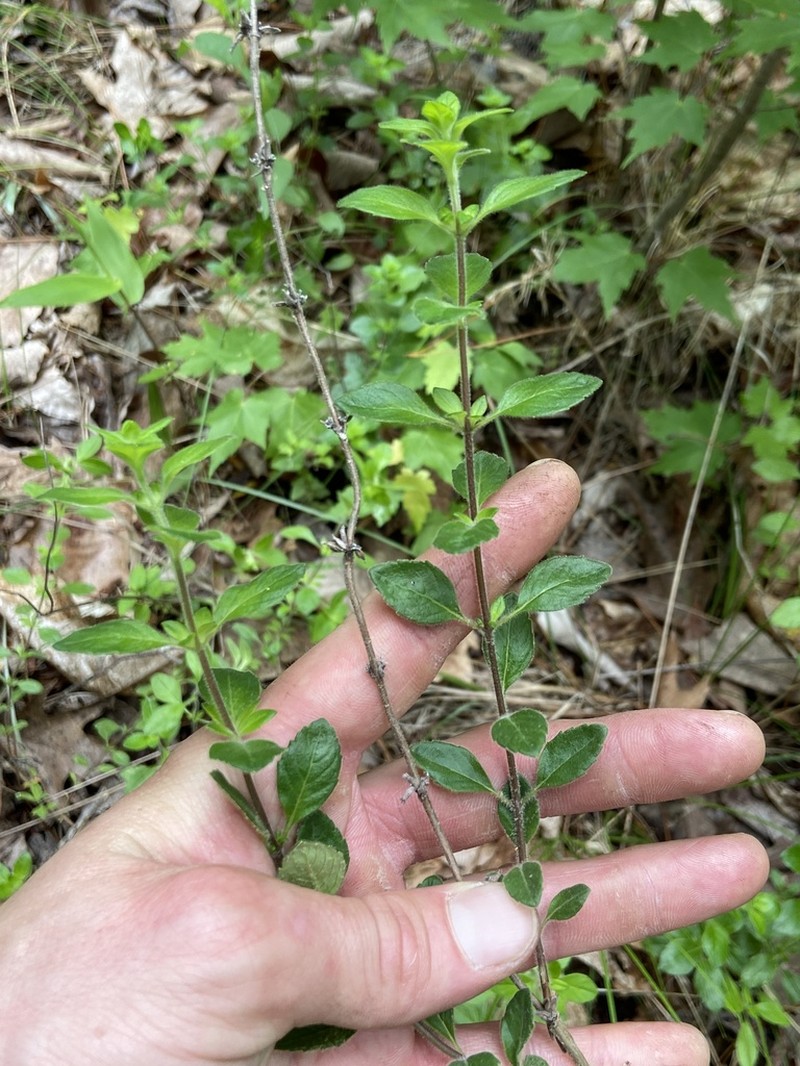 Clinopodium talladeganum photo 8