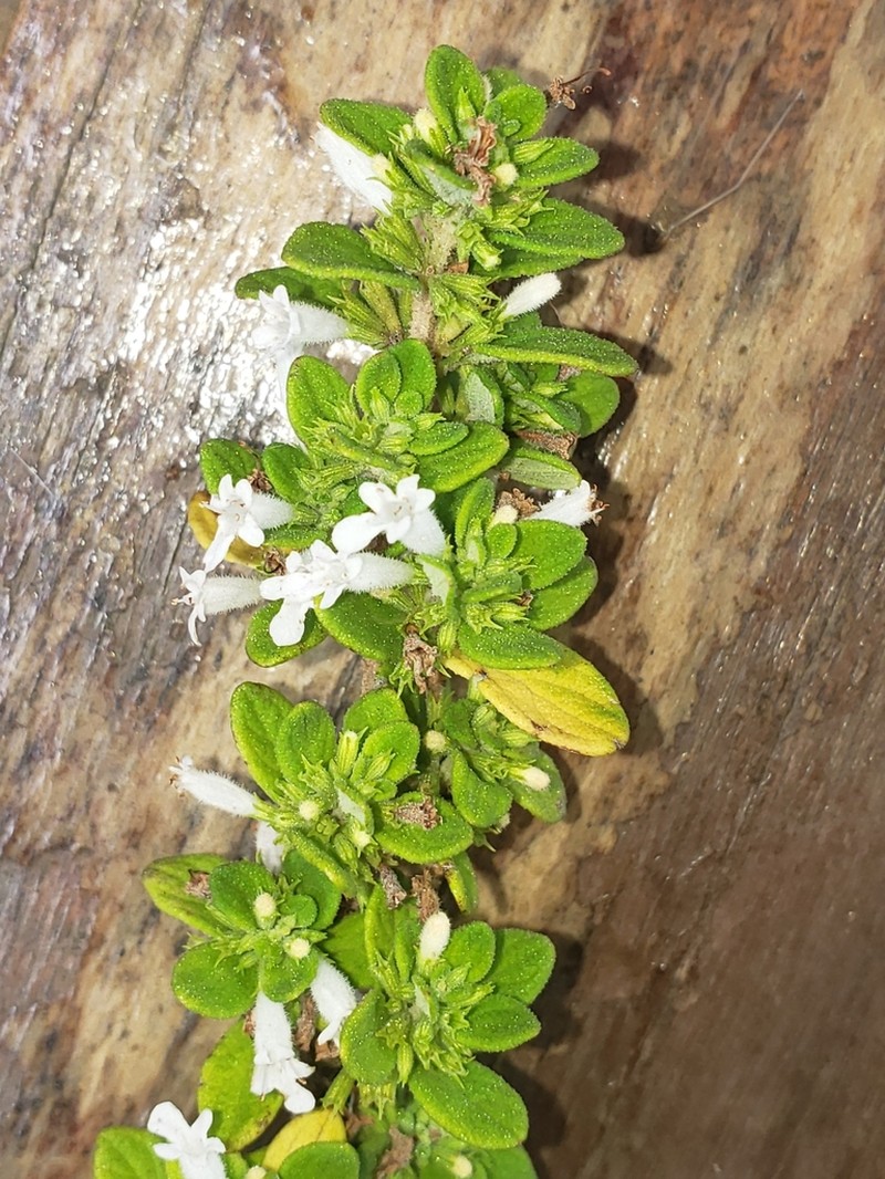 Serpentine Savory