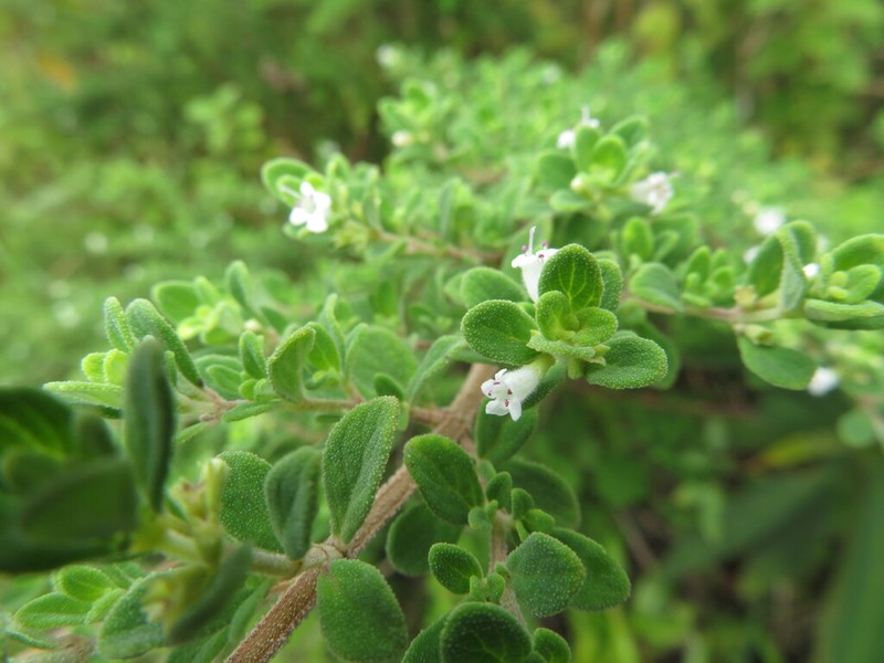 Serpentine Savory photo 3