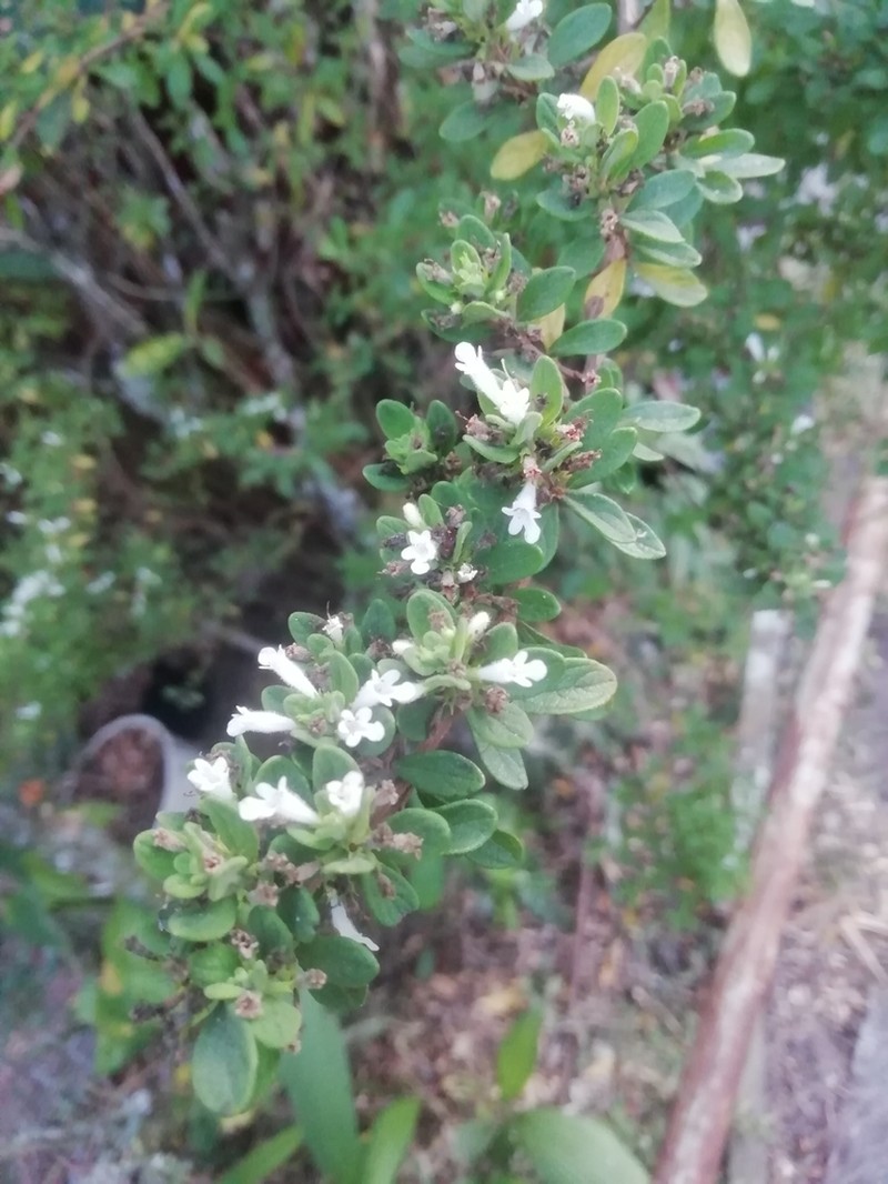Serpentine Savory photo 4