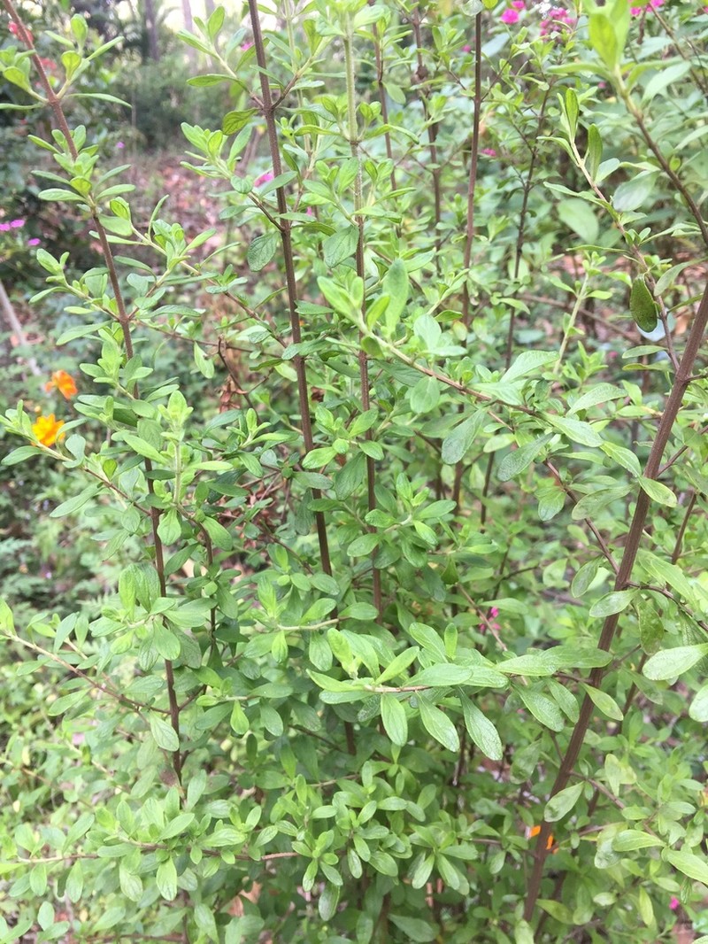 Serpentine Savory photo 6
