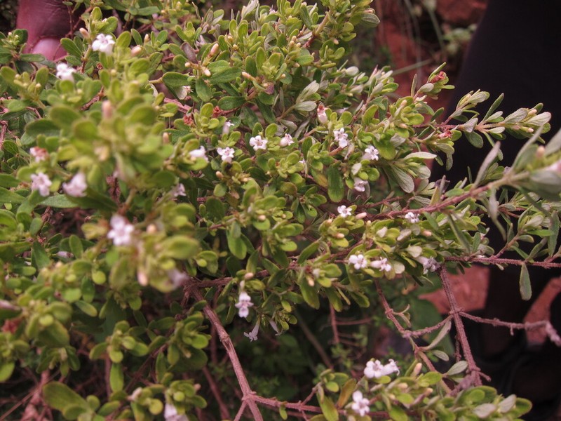 Serpentine Savory photo 8