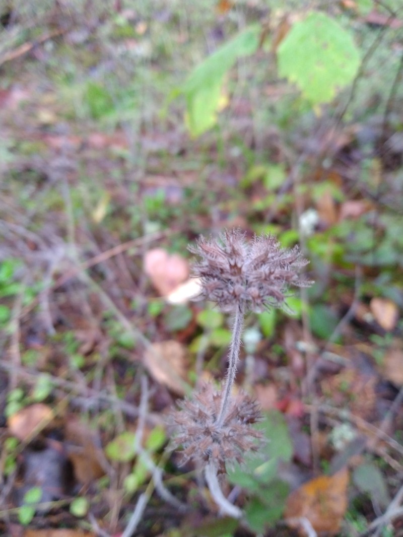 Wild Basil