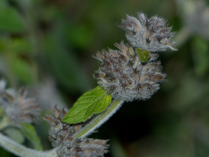 Wild Basil photo 2
