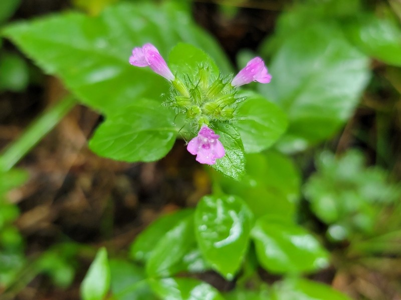 Wild Basil photo 3