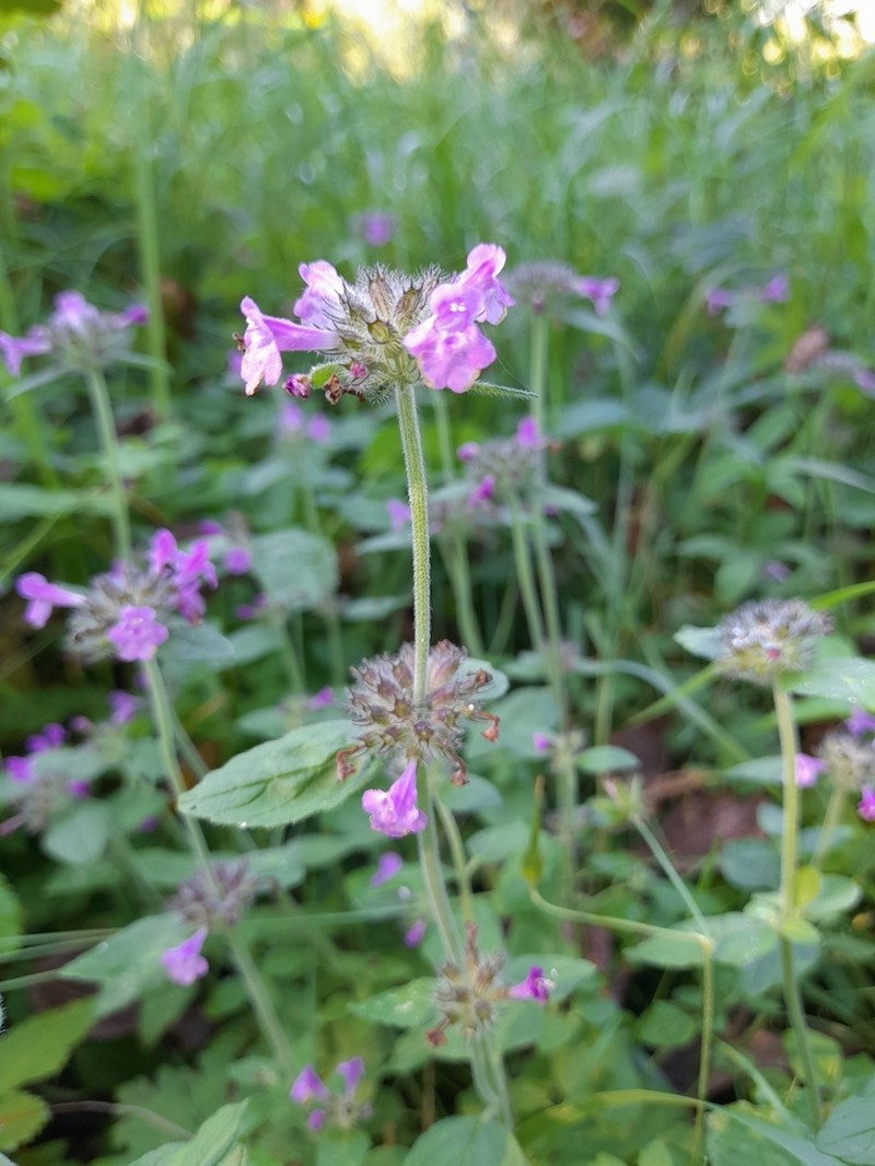 Wild Basil photo 4