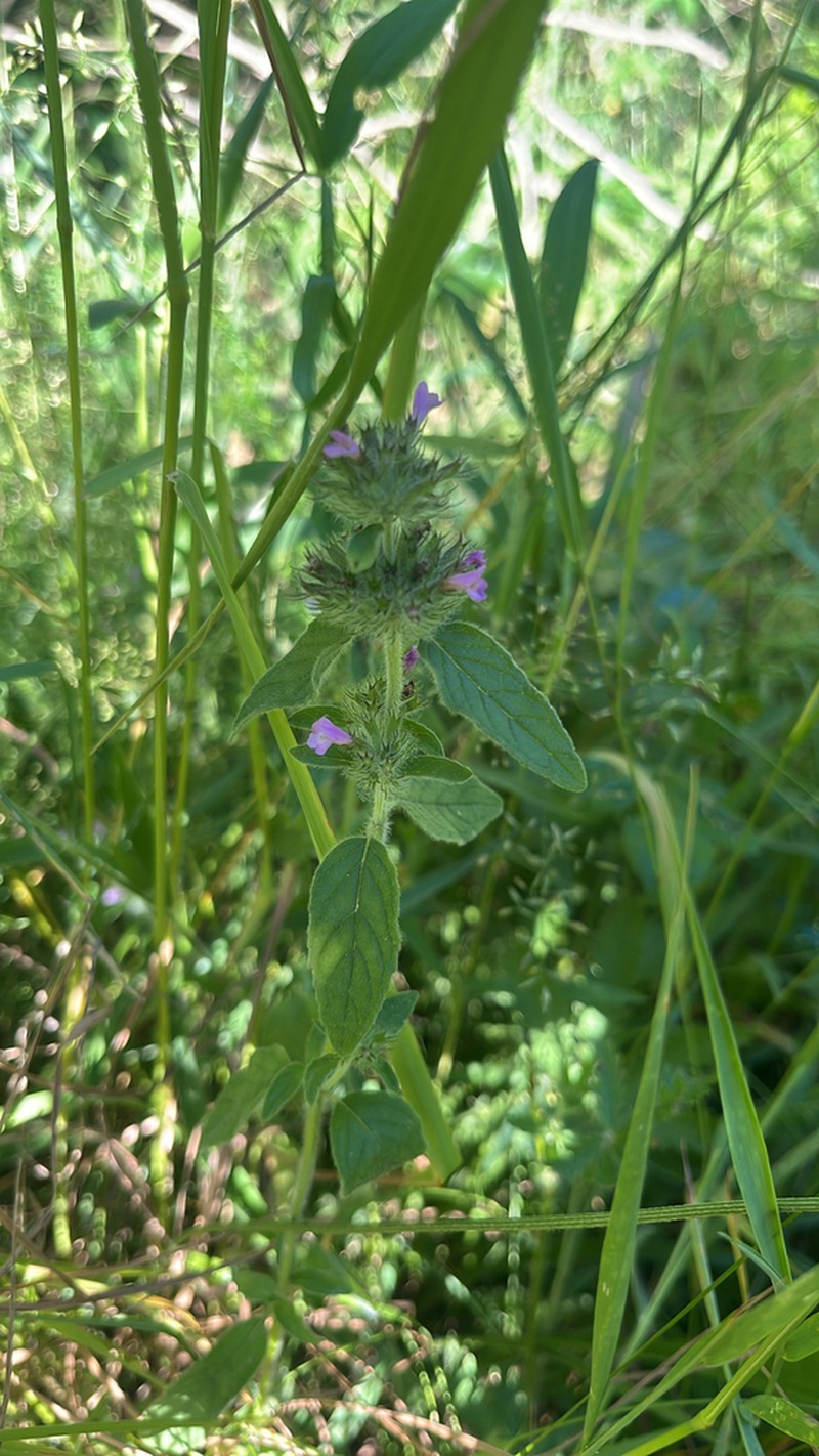 Wild Basil photo 5
