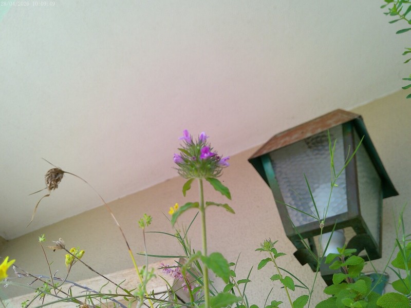 Wild Basil photo 6
