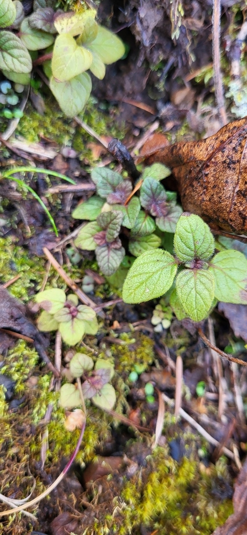 Wild Basil photo 7