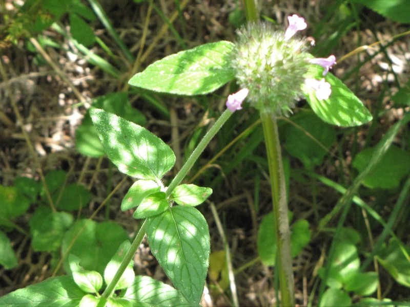 Wild Basil photo 8