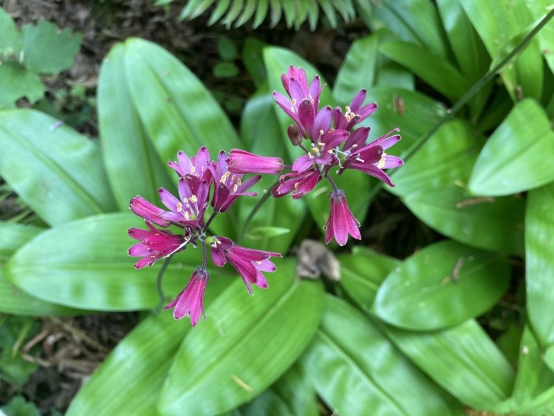 Andrew's Clintonia
