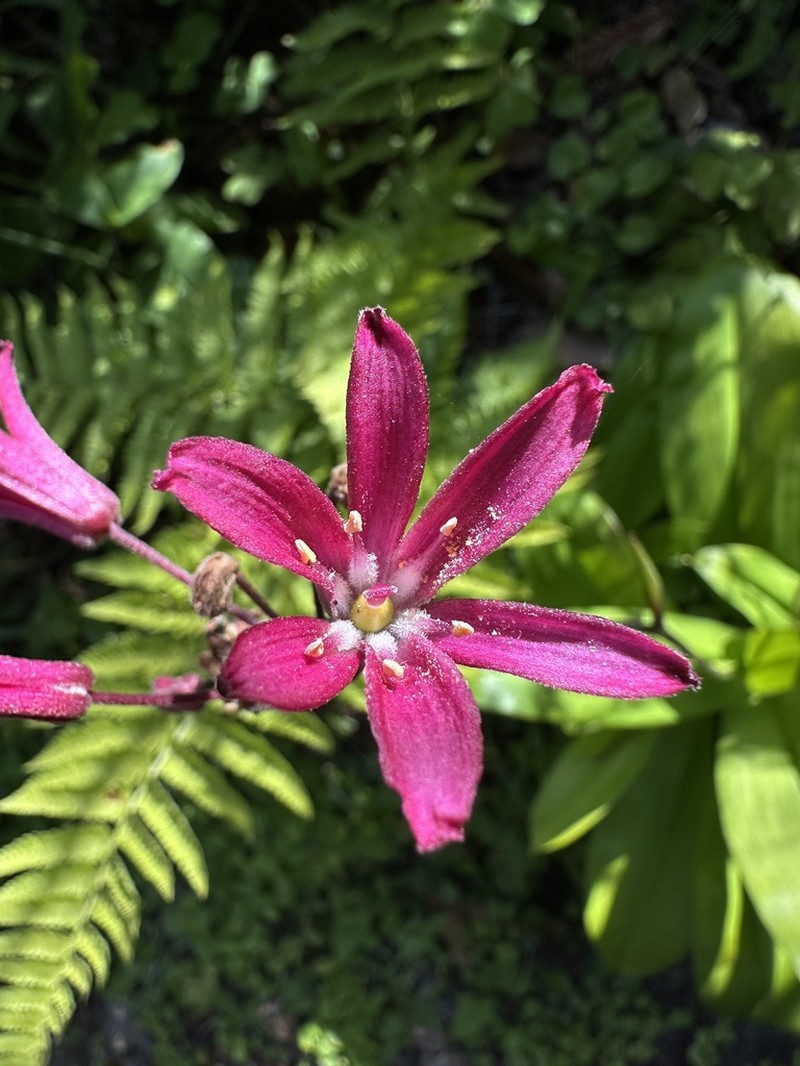 Andrew's Clintonia photo 2
