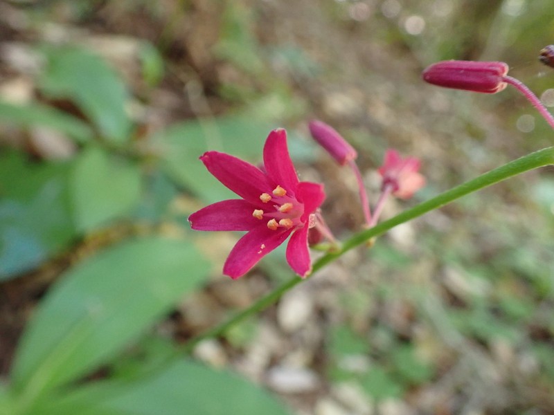 Andrew's Clintonia photo 3