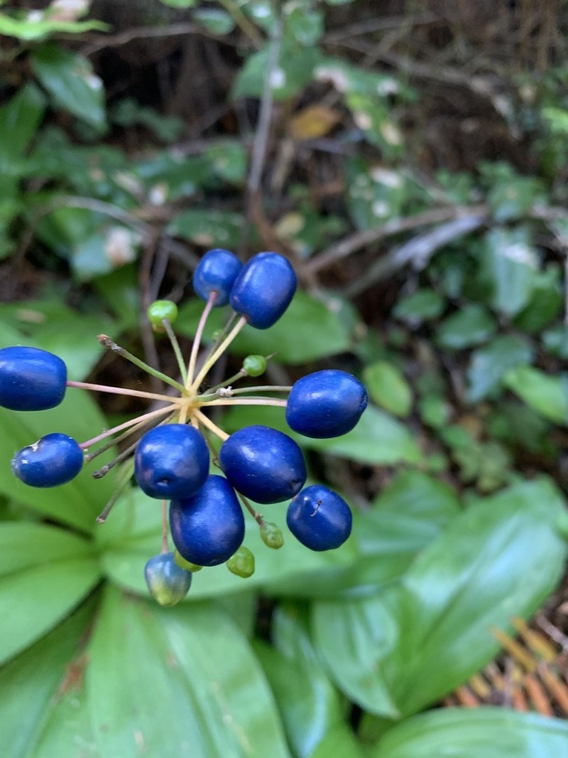 Andrew's Clintonia photo 4