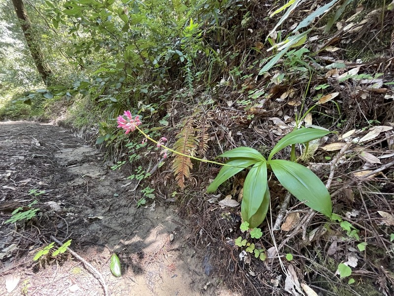 Andrew's Clintonia photo 5