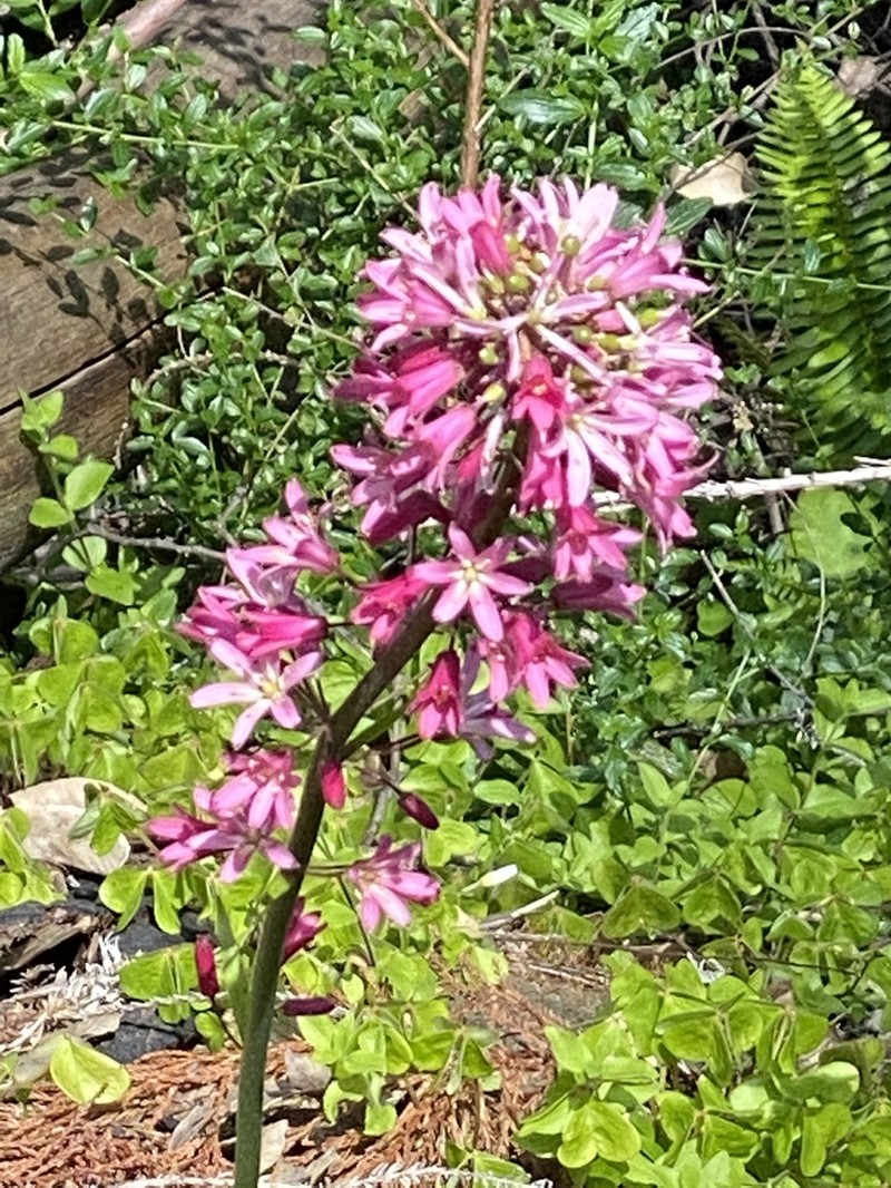 Andrew's Clintonia photo 6