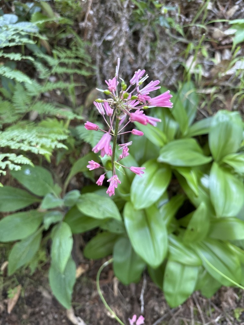 Andrew's Clintonia photo 7