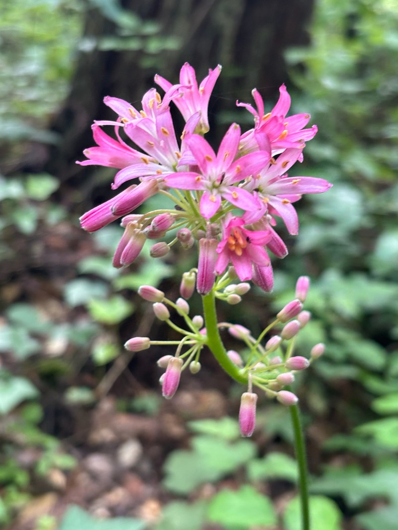 Andrew's Clintonia photo 8