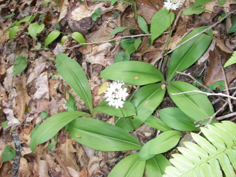 White Clintonia