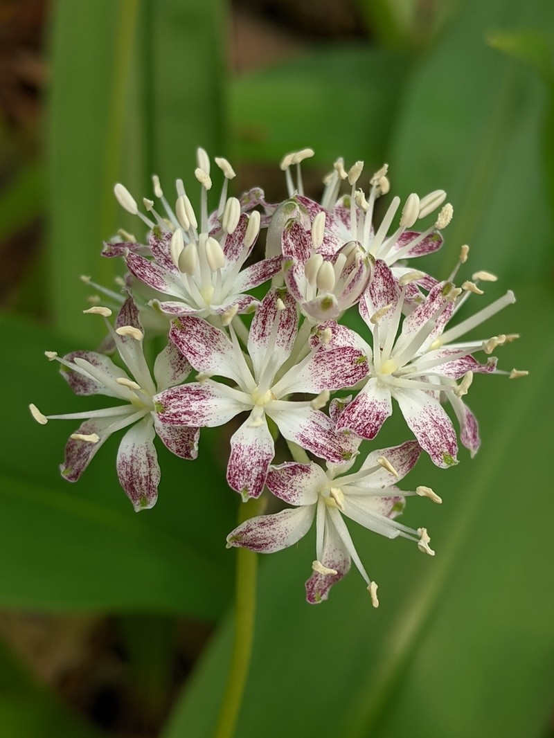 White Clintonia